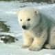 national-polar-bear-day