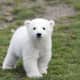 national-polar-bear-day