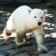 national-polar-bear-day