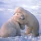 I love you. How about a great big bear hug.