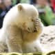 national-polar-bear-day