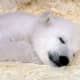 national-polar-bear-day