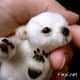 national-polar-bear-day
