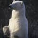 A male polar bear can grow to be ten feet tall and weigh about 1,700 pounds.