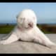 national-polar-bear-day