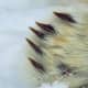 Their claws: Are black, short and extremely strong. They work like picks on the ice grasping the ice to help them walk without slipping or sliding.