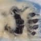 Their feet: Huge ranging about 9" wide to 12" long support their enormous weight. The pads are like sandpaper with fur on the bottom.