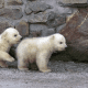 national-polar-bear-day