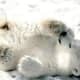 national-polar-bear-day