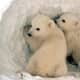 national-polar-bear-day