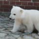 national-polar-bear-day