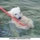 national-polar-bear-day