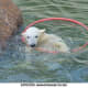 national-polar-bear-day