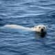 national-polar-bear-day