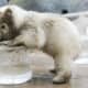 national-polar-bear-day