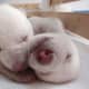 national-polar-bear-day