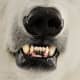 Their teeth: Like a sharp jagged knife that can carve through the toughest meat like butter.