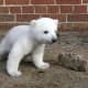 national-polar-bear-day