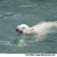 national-polar-bear-day