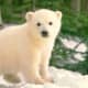 national-polar-bear-day