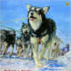 Akiak: A Tale From the Iditarod by Robert J. Blake