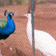 Blue peacock and white peahen in Mysore zoo