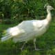 White peahen