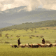 The Maasai and cattle. The Maasai people control large chunks of land.