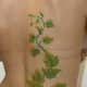 ivy-tattoo-designs-and-meanings-ivy-flower-tattoos-and-vine-tattoos