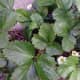 Alpine Strawberries in flower under our raspberry canes; plated there because unlike other strawberries they prefers shade.