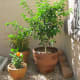 Kind of like "The little lime tree that could"... it made it through the first HOT Las Vegas summer!