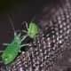 Aphids - just looking at these creeps me out for some reason, maybe it is because this picture is so close up.