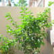 A more recent picture taken September 23, 2012. See how much it's grown?
