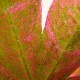 Close up of a maple leaf against a bright sky, showing the color patches and veins.