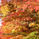 Fall foliage lining the path to a cemetery in Nikko, Japan.