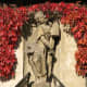 A beautiful red vine framing the statue on the old town hall in Quedlinburg, Germany.