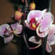 The Orchid in Flower