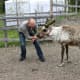 Feeding reindeer.