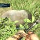 Far Cry 3 Crafting Guide - Extended Munitions Pouch: Poor Little Elephant-Pig Thing...