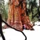 Sequoia trees are the largest trees on earth by sheer mass.