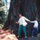 Look at the size of that Redwood Tree in the National Park!