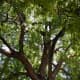 American Walnut tree (purple wood)