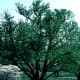 Katsura tree (black wood)
