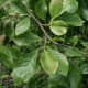 Japanese Cucumber tree (blue wood)