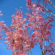 Chinese Cedar tree (red wood)