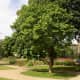 Mulberry tree (yellow wood)