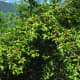 Ilex Macropoda tree (white wood)