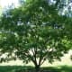 Amur Maackia tree (brown wood)