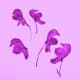 how-to-press-flowers-for-cards-and-pictures