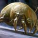 Here is exactly what a dust mite looks like. They are about 1/70th of an inch which is microscopic. You can not see them with the naked eye. 